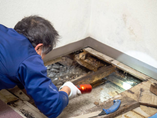 Liberty, KY Mold Remediation Company