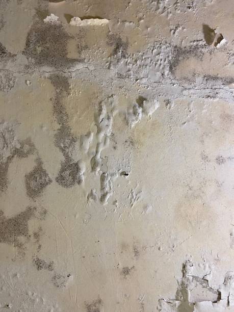Best Mold Testing and Inspection Services in Liberty, KY