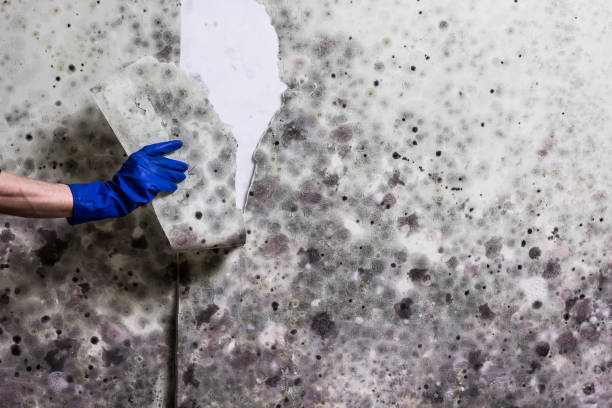 Best HVAC Mold Remediation in Liberty, KY