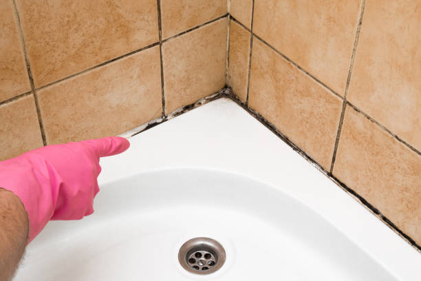 Best Residential Mold Remediation in Liberty, KY